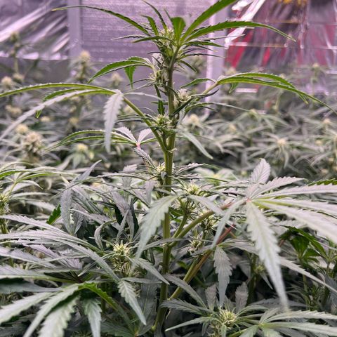Original Auto Jack Herer growlog timeline photo