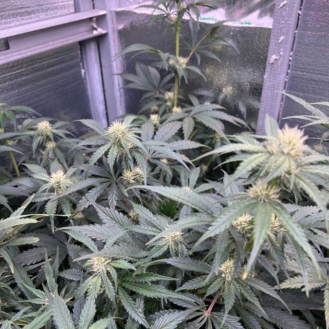 Arctic Sunset growlog timeline photo