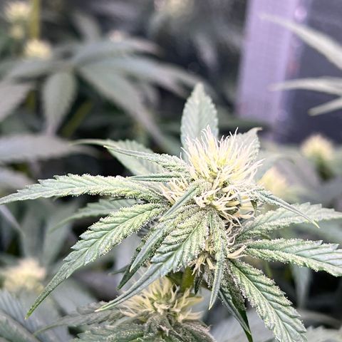 Arctic Sunset growlog timeline photo