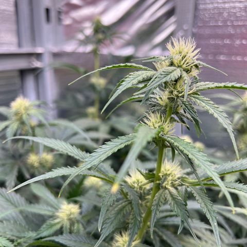 Arctic Sunset growlog timeline photo