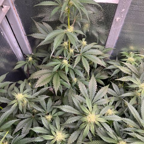 Arctic Sunset growlog timeline photo