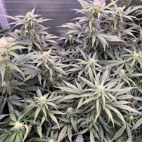Mimosa Cake Auto growlog timeline photo
