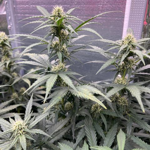 Mimosa Cake Auto growlog timeline photo