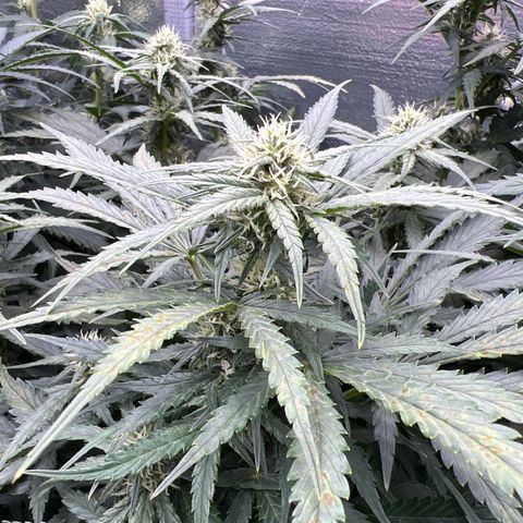 Mimosa Cake Auto growlog timeline photo
