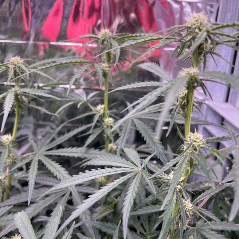 Wedding Glue Auto growlog timeline photo