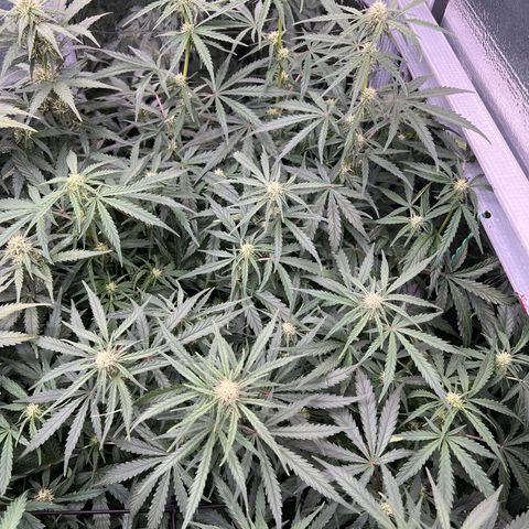 Wedding Glue Auto growlog timeline photo