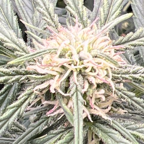 Wedding Glue Auto growlog timeline photo