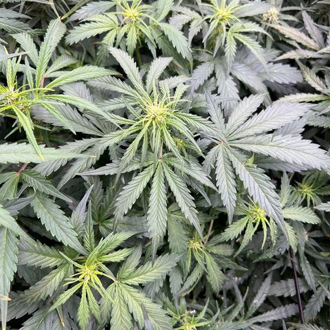 Hawaii Maui Waui Automatic growlog timeline photo