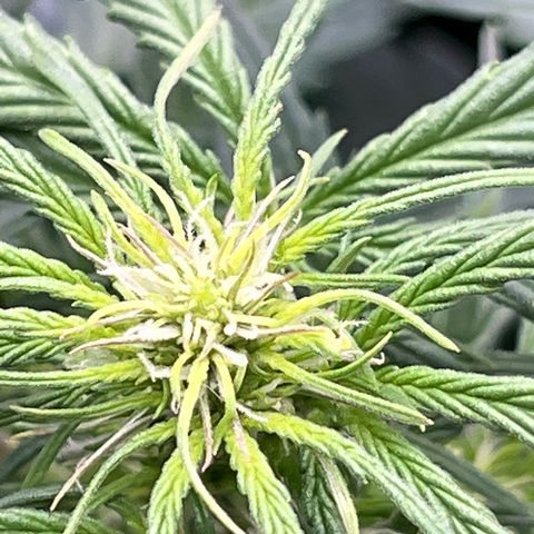 Hawaii Maui Waui Automatic growlog timeline photo