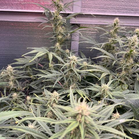 Blueberry Kush Automatic growlog timeline photo