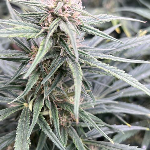 Blueberry Kush Automatic growlog timeline photo