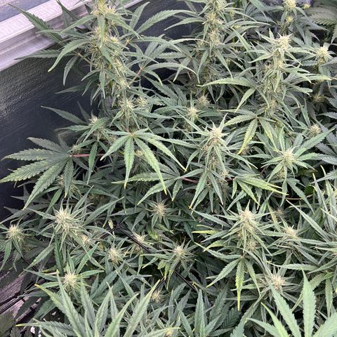 Blueberry Kush Automatic growlog timeline photo