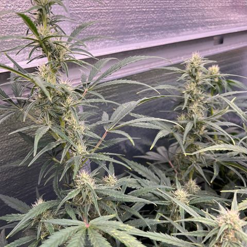 Blueberry Kush Automatic growlog timeline photo