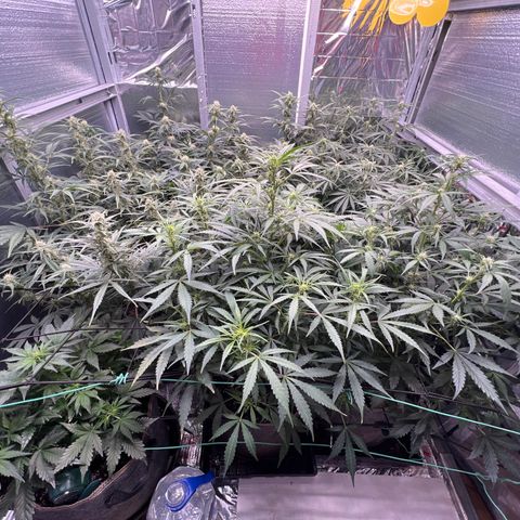 The volunteer (Maui Waui) growlog timeline photo