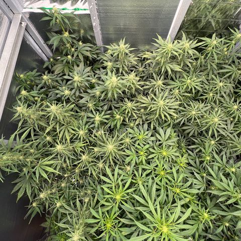 The volunteer (Maui Waui) growlog timeline photo
