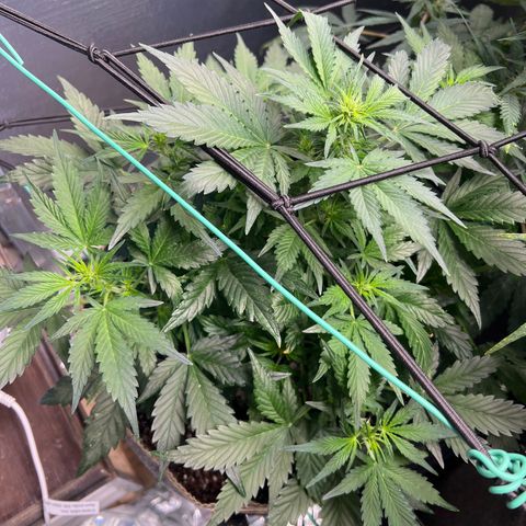 The volunteer (Maui Waui) growlog timeline photo