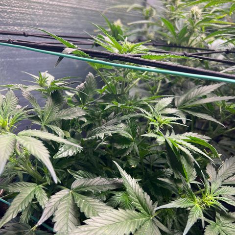 The volunteer (Maui Waui) growlog timeline photo