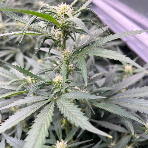 Maui waui 2 growlog timeline photo