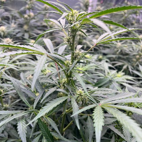 Original Auto Jack Herer growlog timeline photo