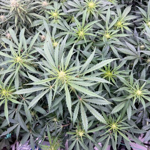 Original Auto Jack Herer growlog timeline photo