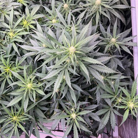 Maui waui 2 growlog timeline photo