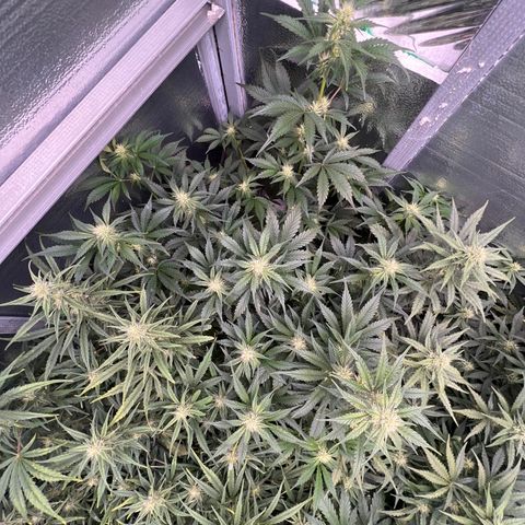 Arctic Sunset growlog timeline photo