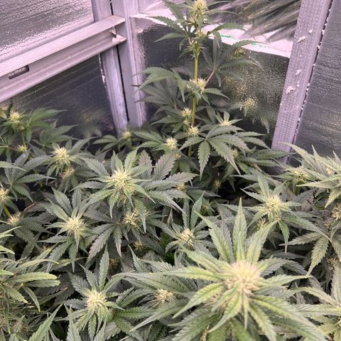 Arctic Sunset growlog timeline photo