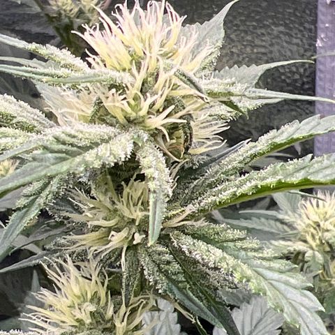 Arctic Sunset growlog timeline photo