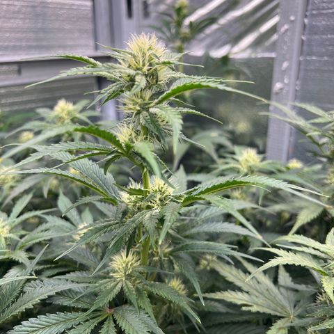 Arctic Sunset growlog timeline photo