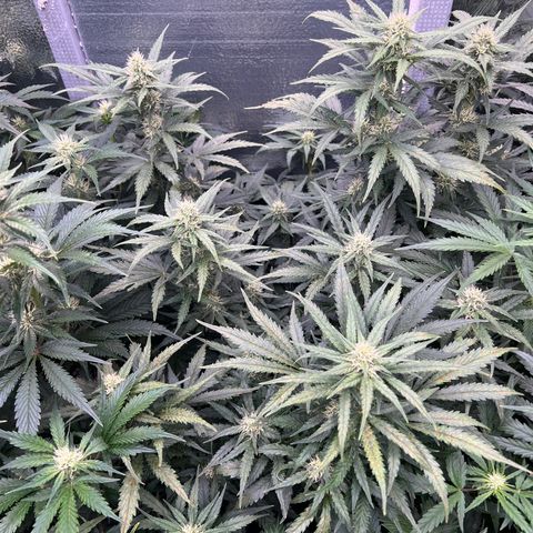 Mimosa Cake Auto growlog timeline photo