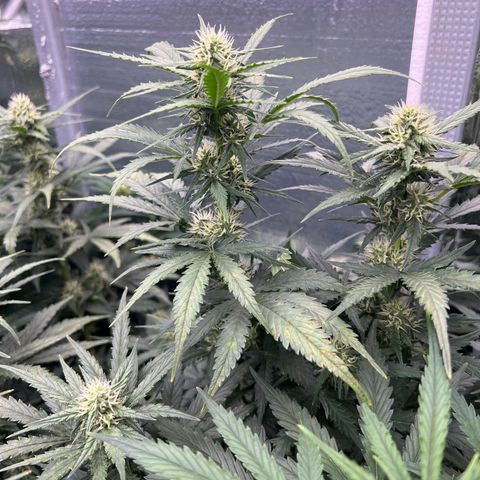 Mimosa Cake Auto growlog timeline photo