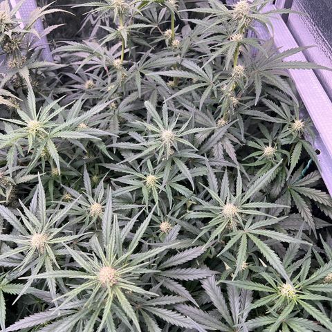 Wedding Glue Auto growlog timeline photo