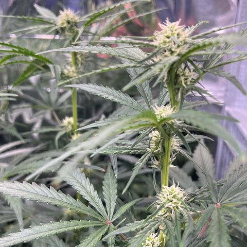 Wedding Glue Auto growlog timeline photo