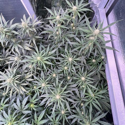 Wedding Glue Auto growlog timeline photo