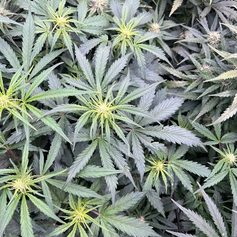 Hawaii Maui Waui Automatic growlog timeline photo
