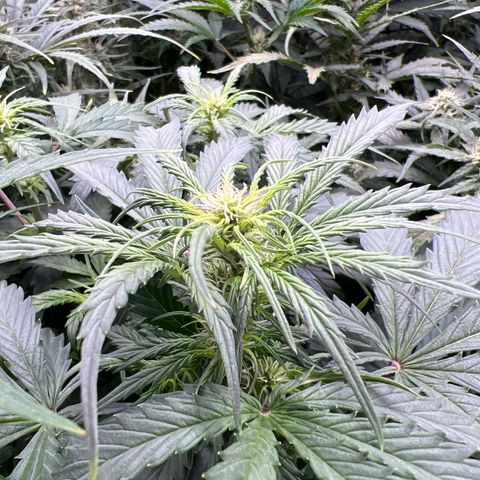 Hawaii Maui Waui Automatic growlog timeline photo
