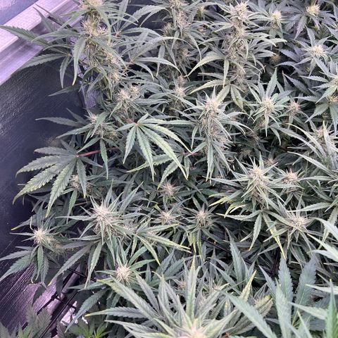 Blueberry Kush Automatic growlog timeline photo