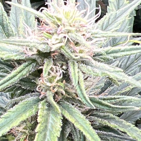Blueberry Kush Automatic growlog timeline photo