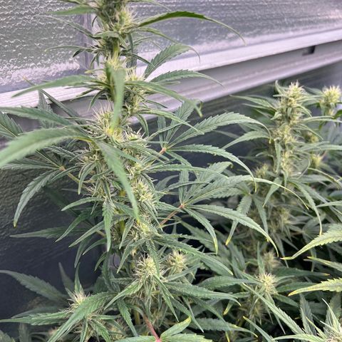 Blueberry Kush Automatic growlog timeline photo