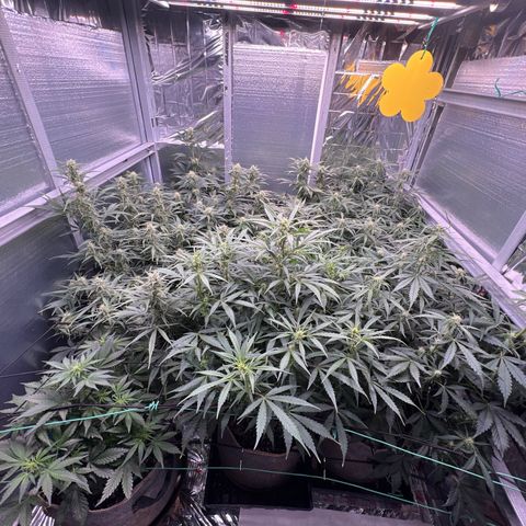 The volunteer (Maui Waui) growlog timeline photo