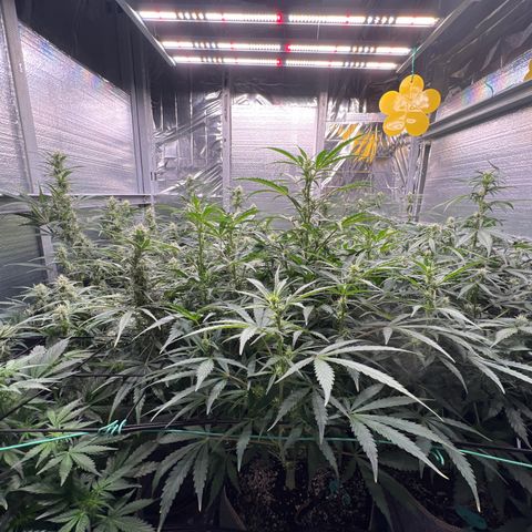 The volunteer (Maui Waui) growlog timeline photo