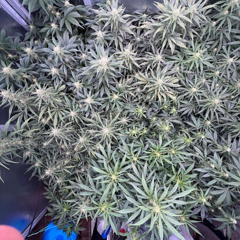 The volunteer (Maui Waui) growlog timeline photo