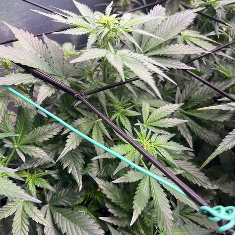 The volunteer (Maui Waui) growlog timeline photo
