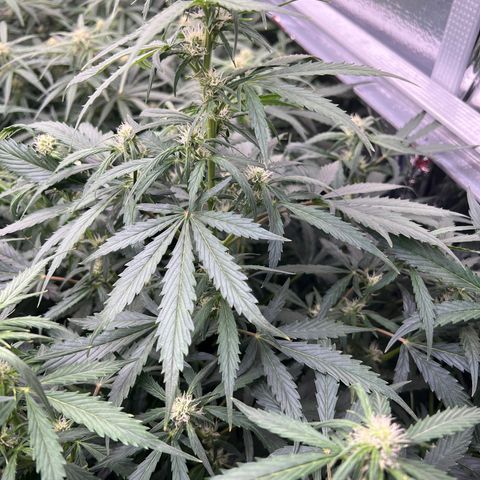 Maui waui 2 growlog timeline photo