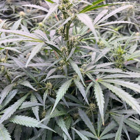 Original Auto Jack Herer growlog timeline photo