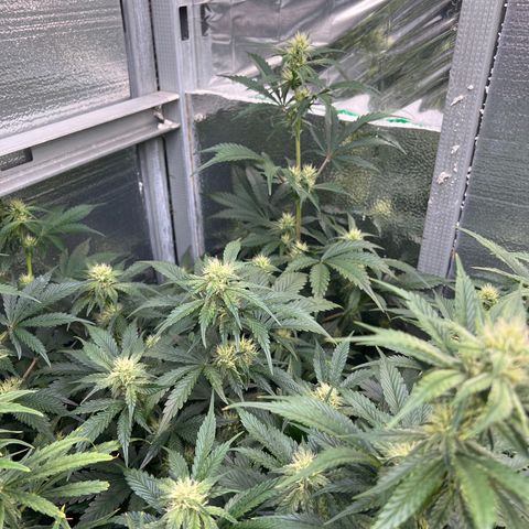 Arctic Sunset growlog timeline photo