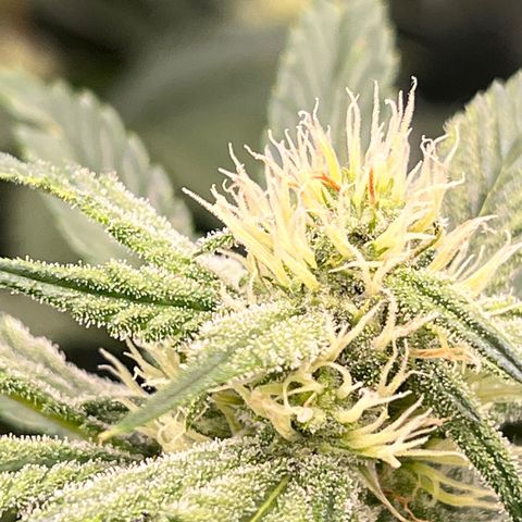 Arctic Sunset growlog timeline photo