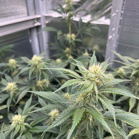 Arctic Sunset growlog timeline photo