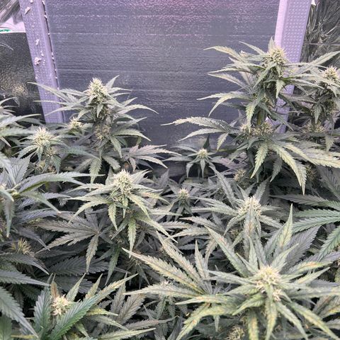 Mimosa Cake Auto growlog timeline photo