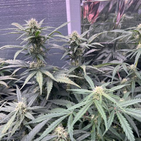 Mimosa Cake Auto growlog timeline photo